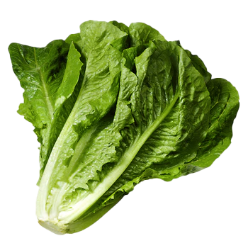 product_lettuce-romaine.png