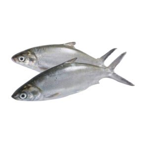 Bonuan Bangus