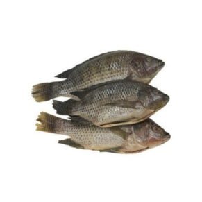 Tilapia Medium